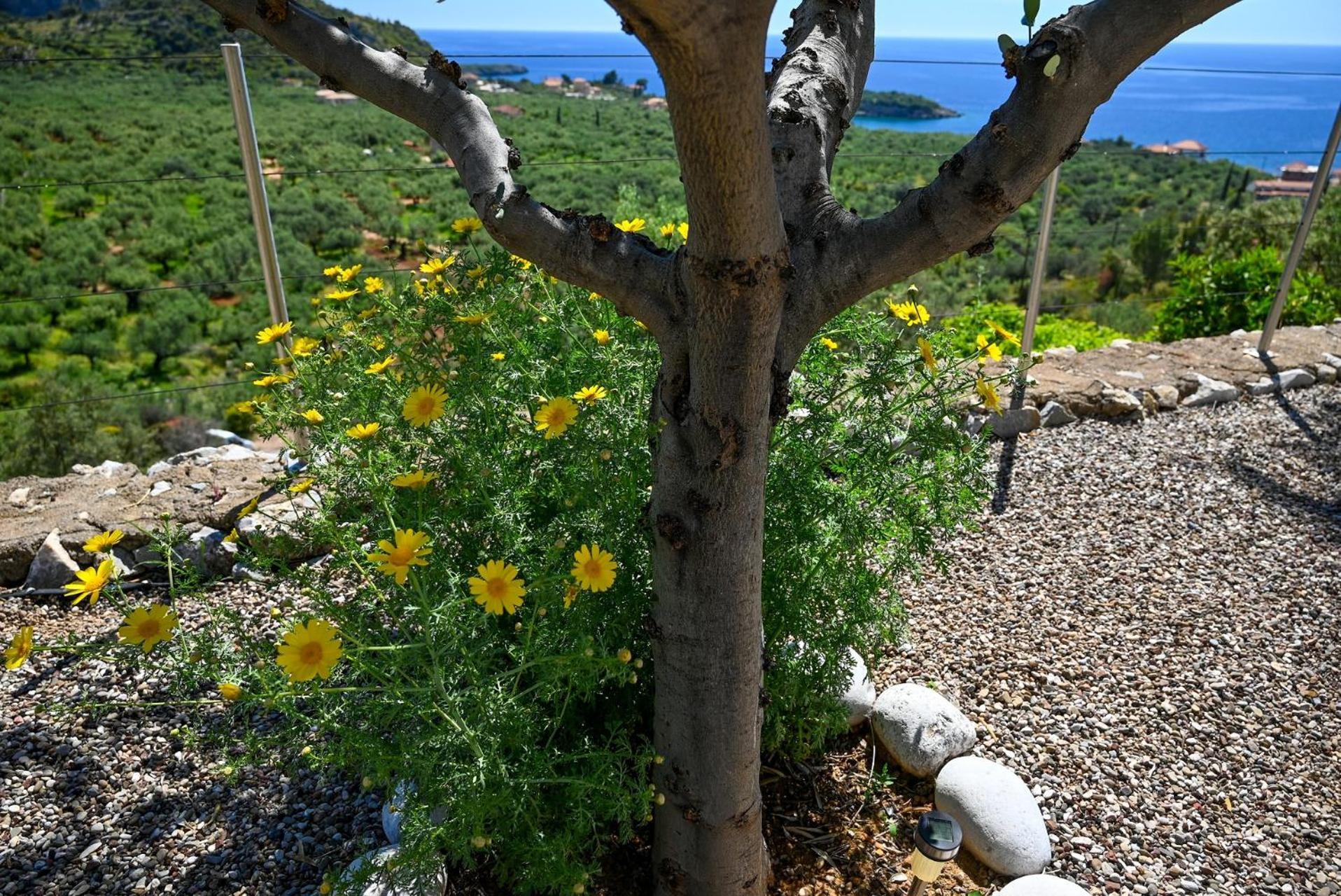 Athina'S Stone House In Kardamyli别墅 外观 照片